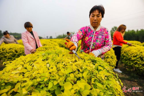 河北遵化 景觀苗木錢景廣闊，樹木種植經(jīng)營(yíng)大有可為