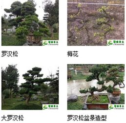 九宮格專注中小企業(yè)網(wǎng)絡(luò)營銷，助力溫江蜀綠苗木園藝場互聯(lián)網(wǎng)轉(zhuǎn)型