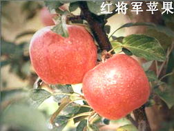 綠色健康，品質之選——泰安市國富苗木種植經銷合作社農副產品展示