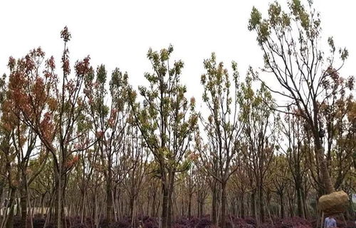 大規格樹木移植與農副產品銷售的黃金法則 守護生態價值，開拓市場藍海